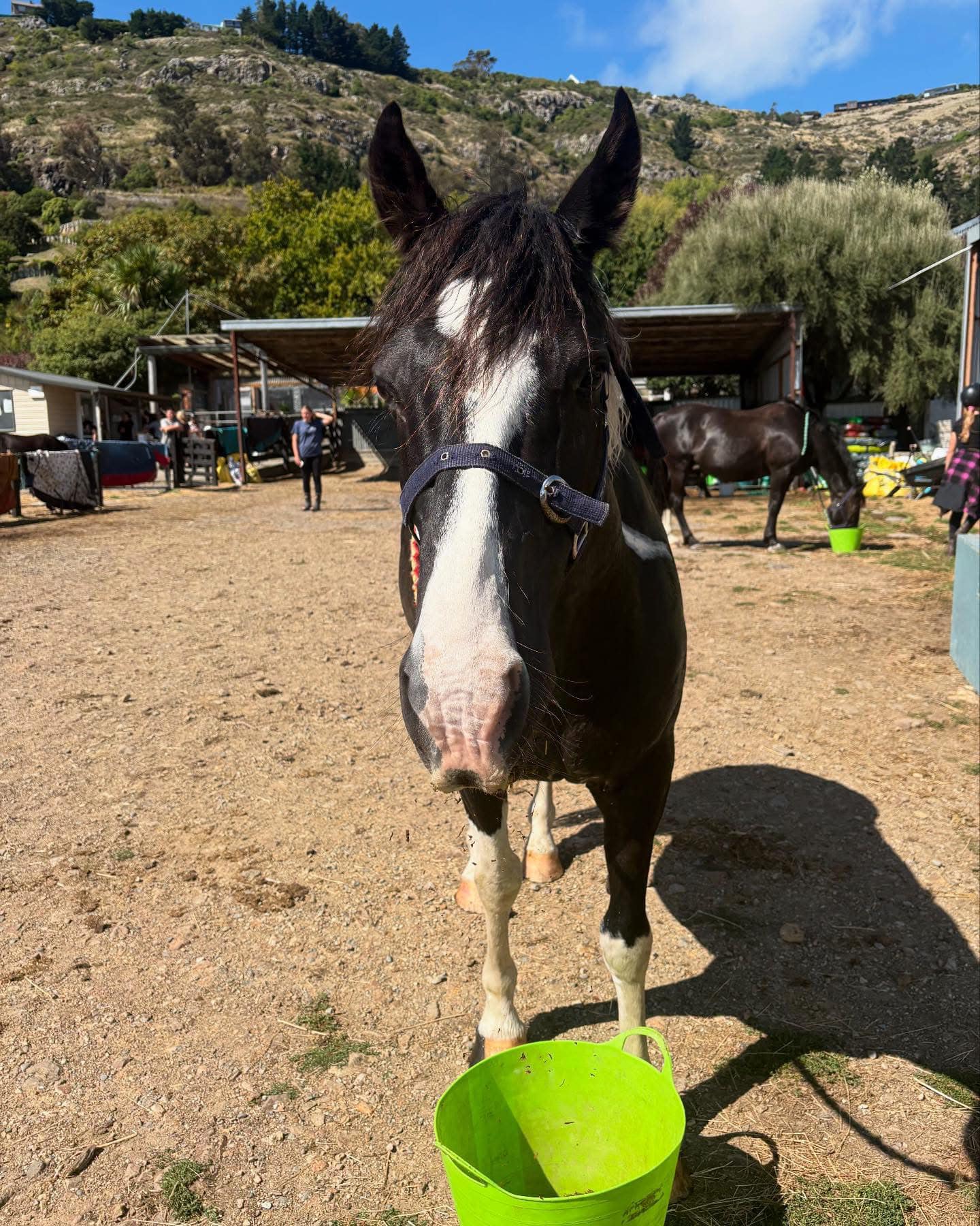 Heathcote Valley Riding School | Christchurch