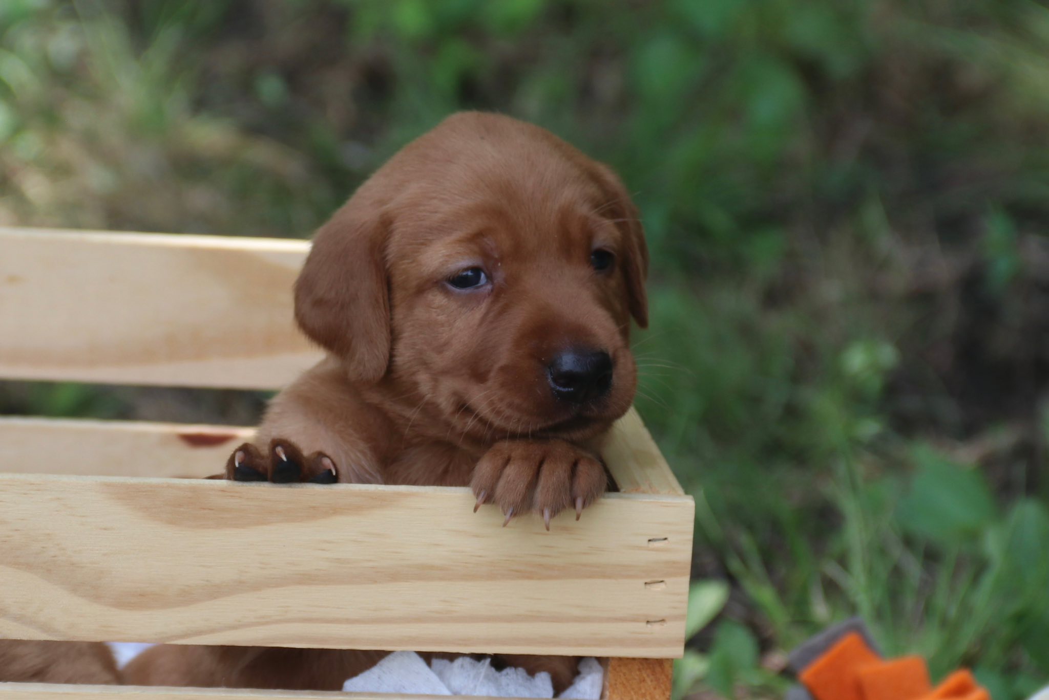 All American Pointing Labradors