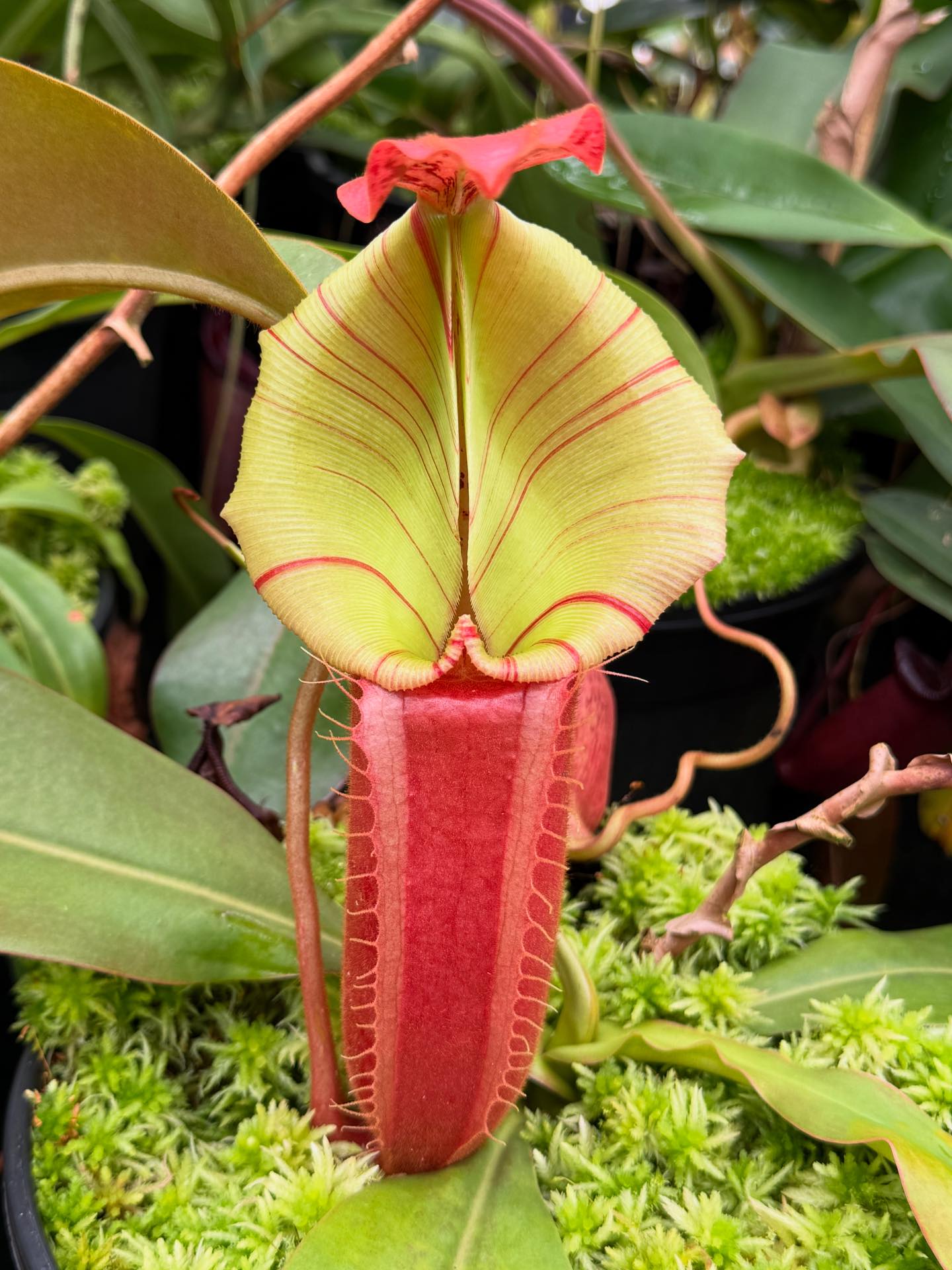 Our latest grex of N. (Rokko 'Exotica' x boschiana) x veitchii