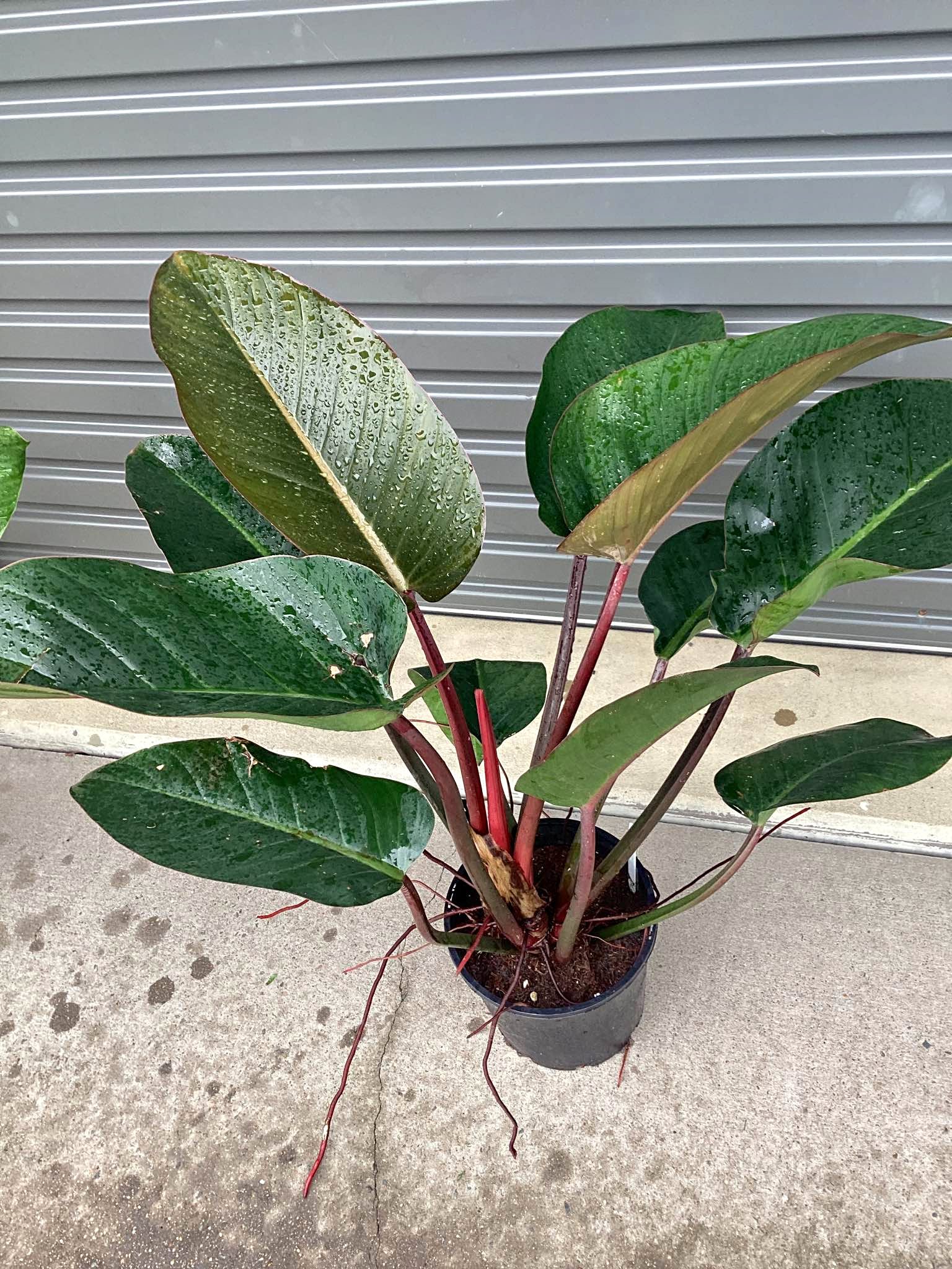 Philo Rojo Congo - Plants & Seedlings - Yeppoon, Queensland | Facebook ...
