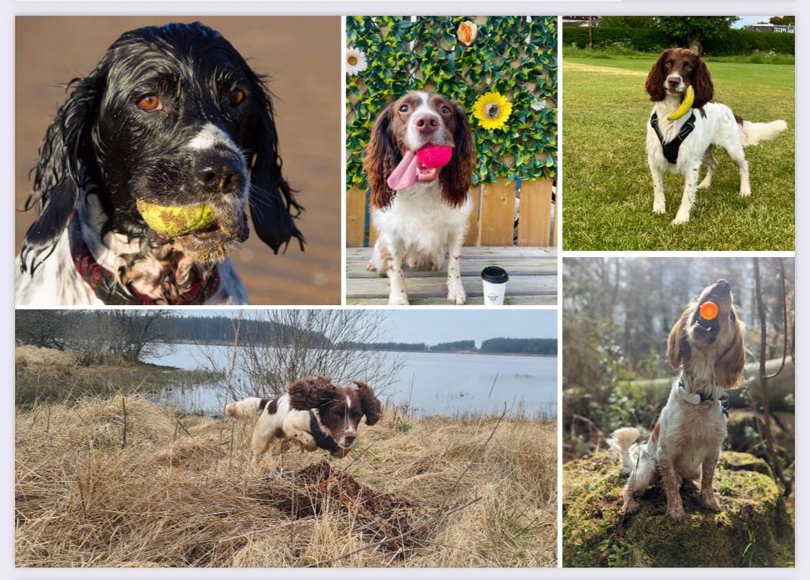 Springer - 🗓️ Our 2026 Springer Rescue for Scotland calendar is flying ...