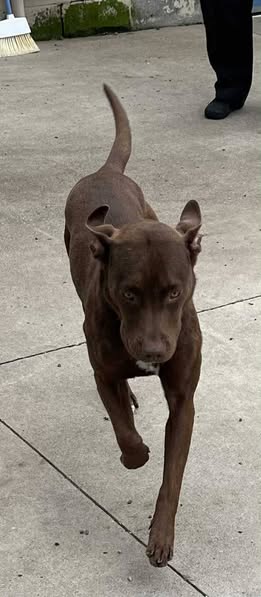 Ruff - Meet this sweet 2-year-old Lab/Pittie mix, about 50 lbs of pure ...