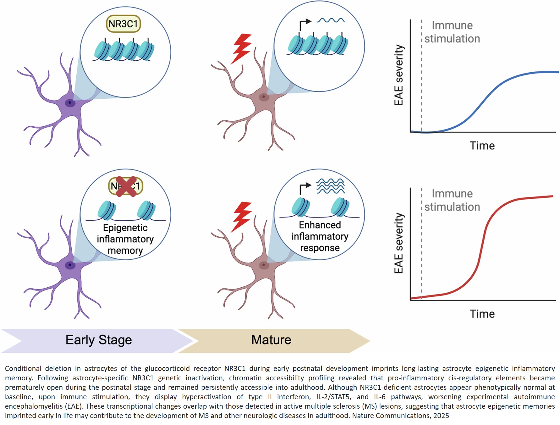 Science - Linking early life epigenetic memory to adult brain ...