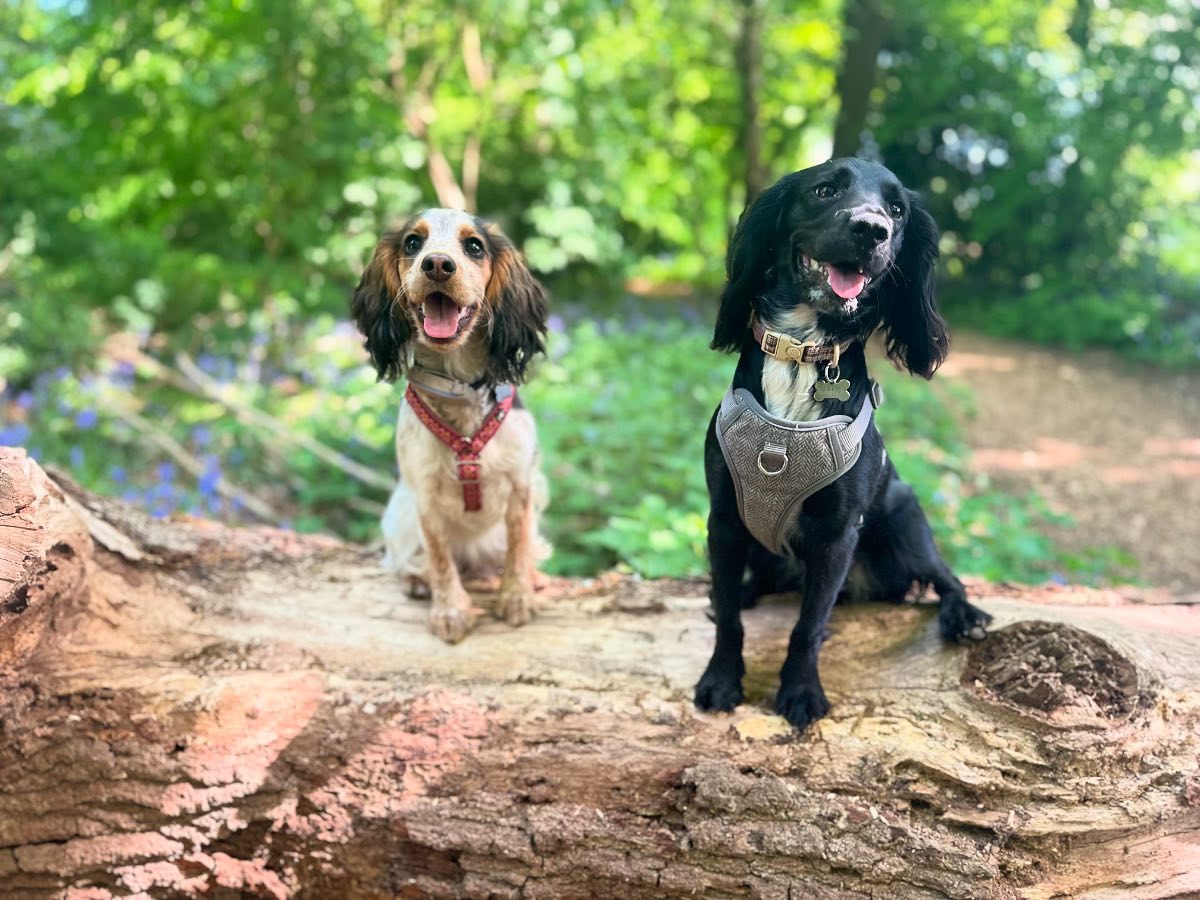 It’s a Dog’s Life | Saint Albans