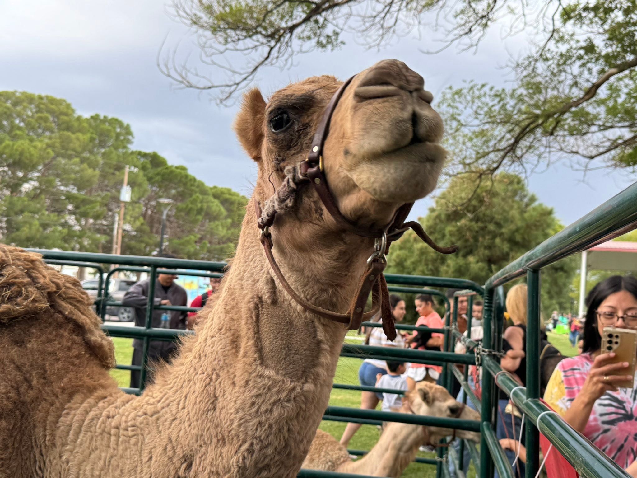 City of Hobbs... - City of Hobbs Recreation Department