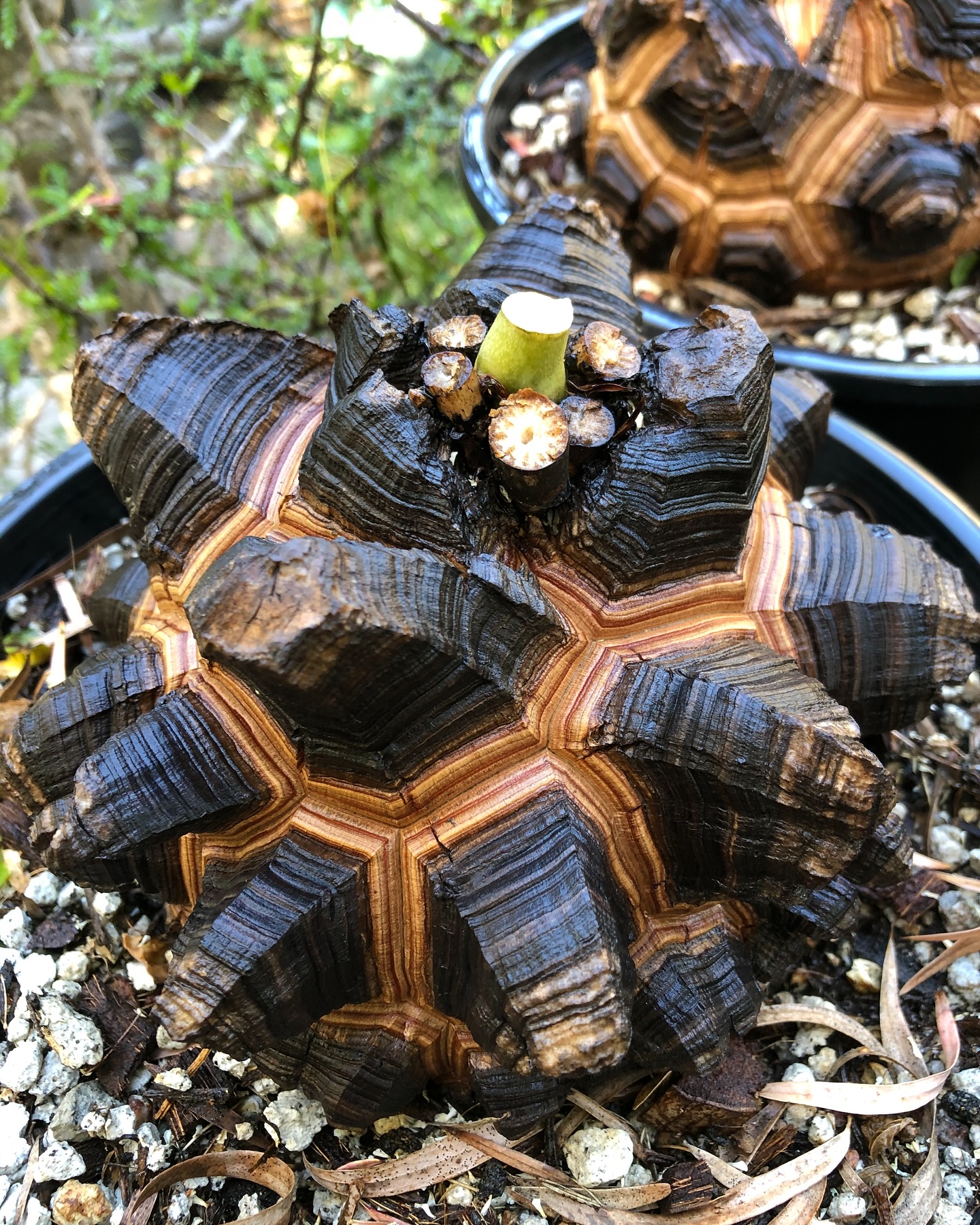 Dioscorea elephantipes plant adapts to new environment