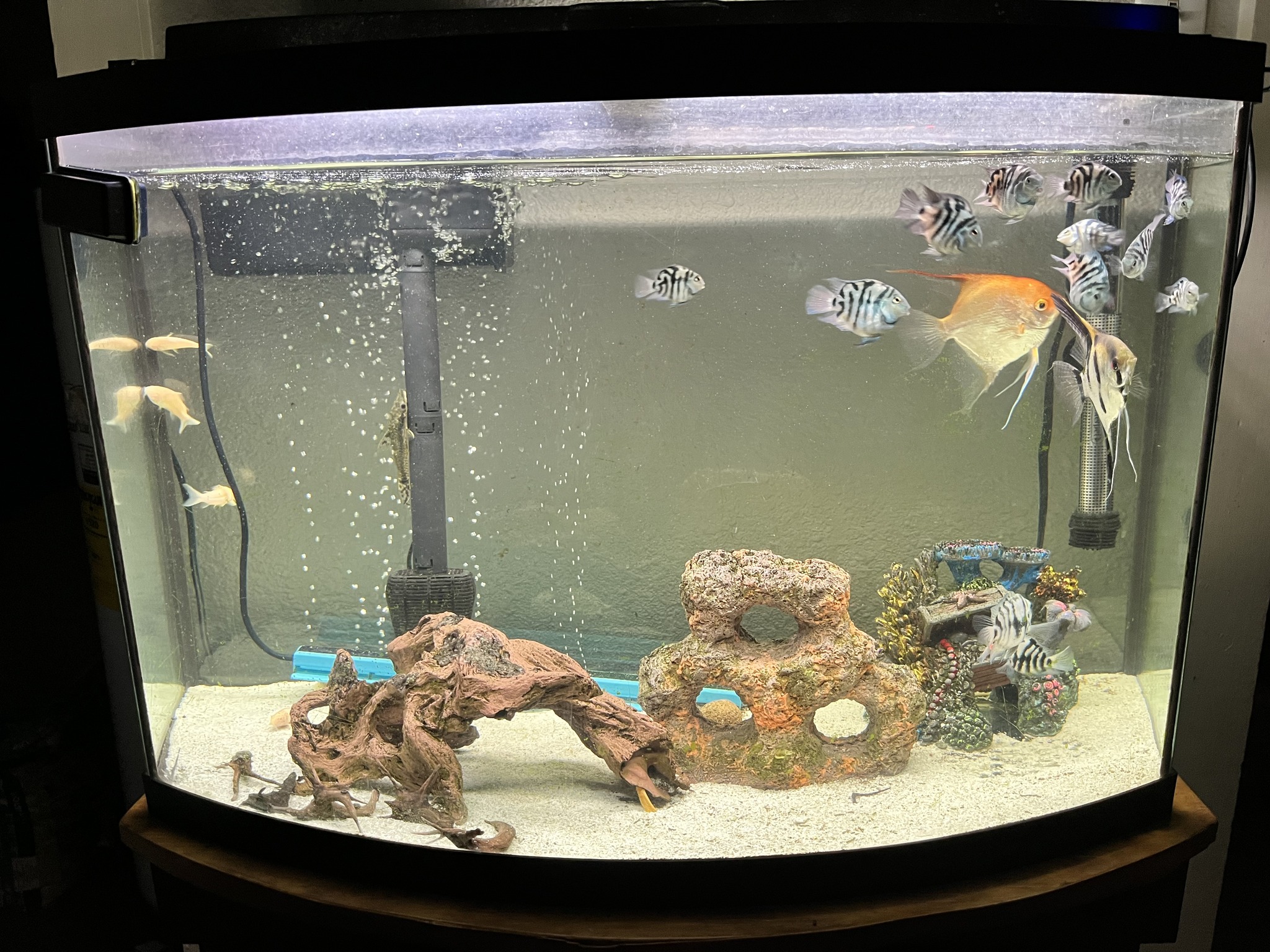 fish tank accessories for sale in norfolk POPETPOP Aquarium Moai Decoration Ornament Resin Easter Island Head Statue Safe Hideout Betta Fish Aquarium for Freshwater and Saltwater Tanks 5.51 X 3.74 X 3.54 : Pet Supplies With a 72.9 *18.9 tabletop Helge 75 Gallon Fish Tank