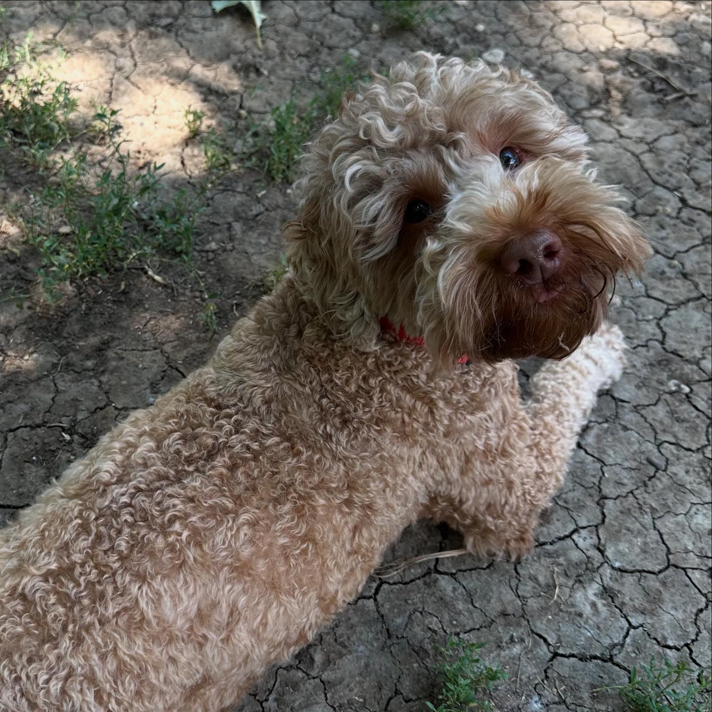 The Dapper - New student alert! This is Khaki! Khaki is here to learn ...