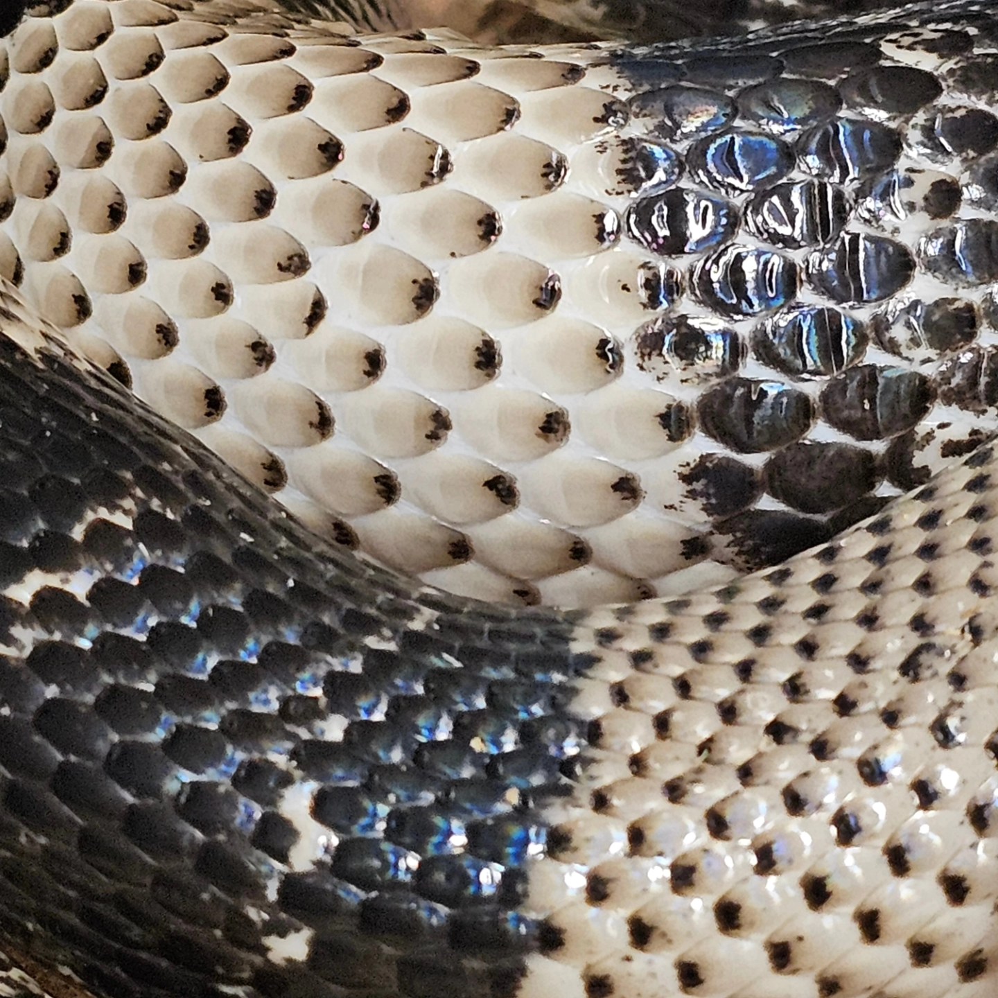 Monarch - Honduran milksnake anery het snow ovulation.. Look at the ...
