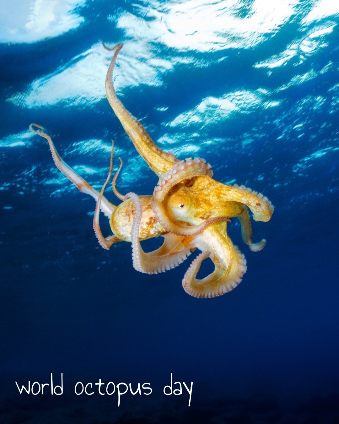 Replacing - #WorldOctopusDay is a moment to celebrate a milestone in ...