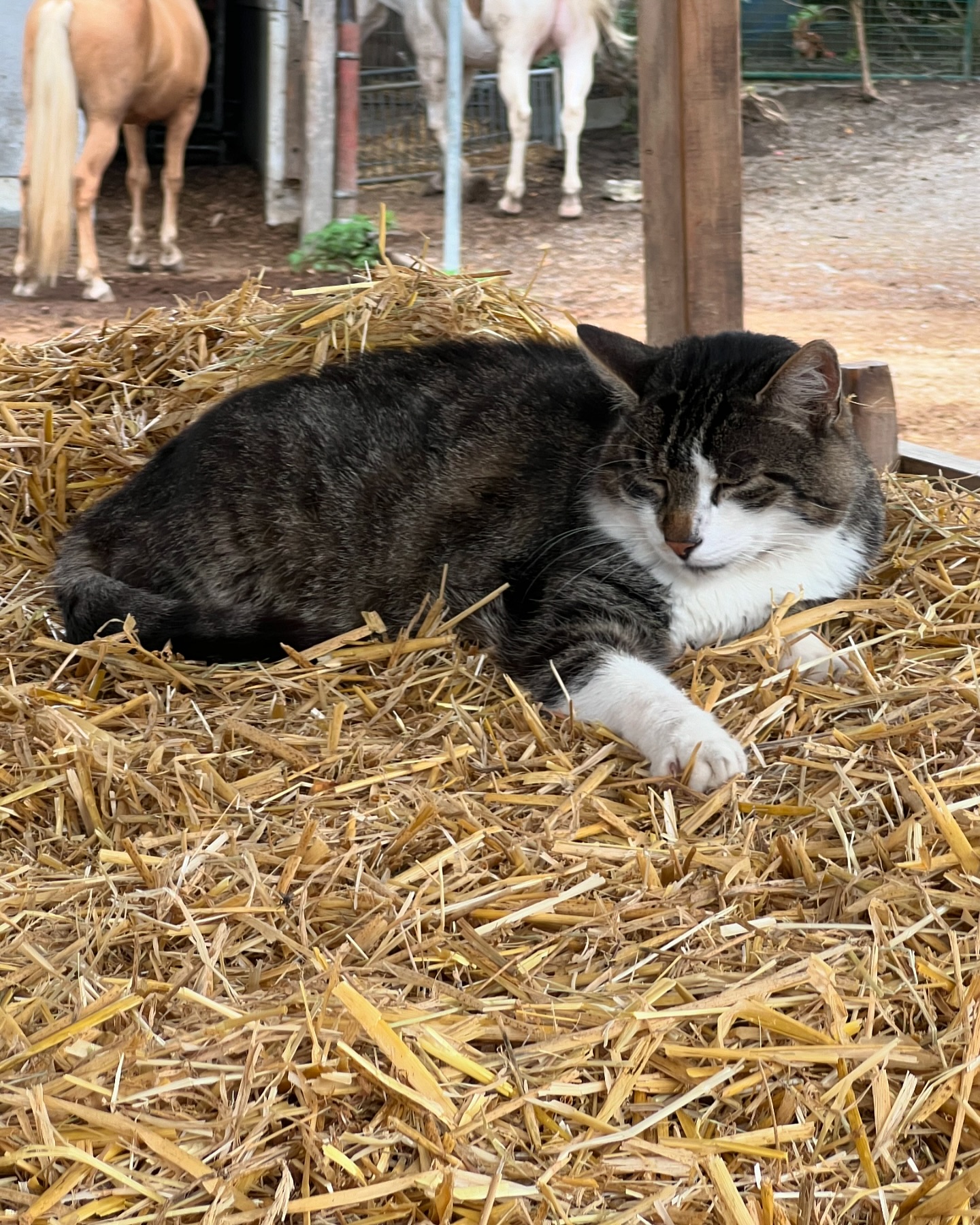 Little T Ranch | Ulm