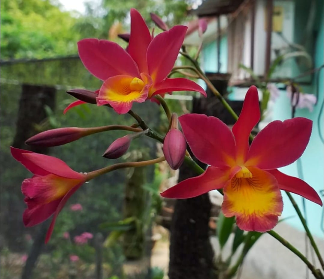 Wittmackia distans bromeliad native to western Jamaica