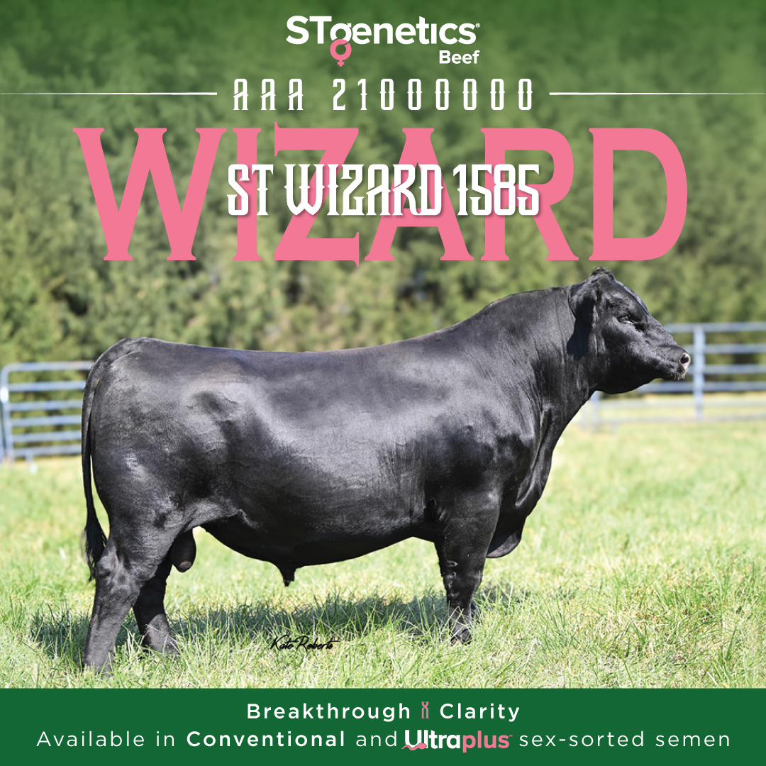 STgenetics Beef - Unlock the Magic of WIZARD Carrying... | Facebook