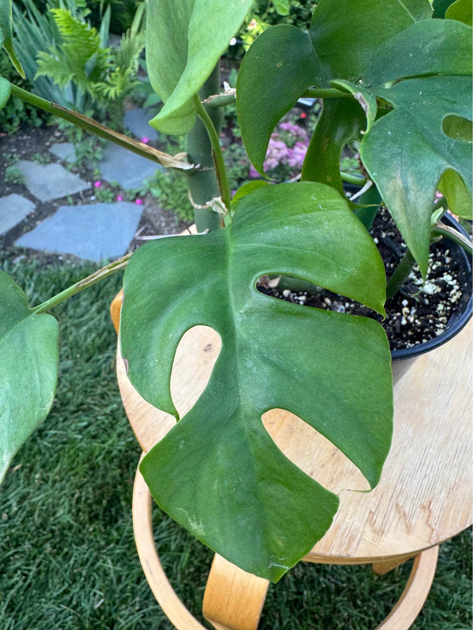Mini Monstera/ Rhaphidophora in 6” pot - Plants & Seedlings - Racine ...