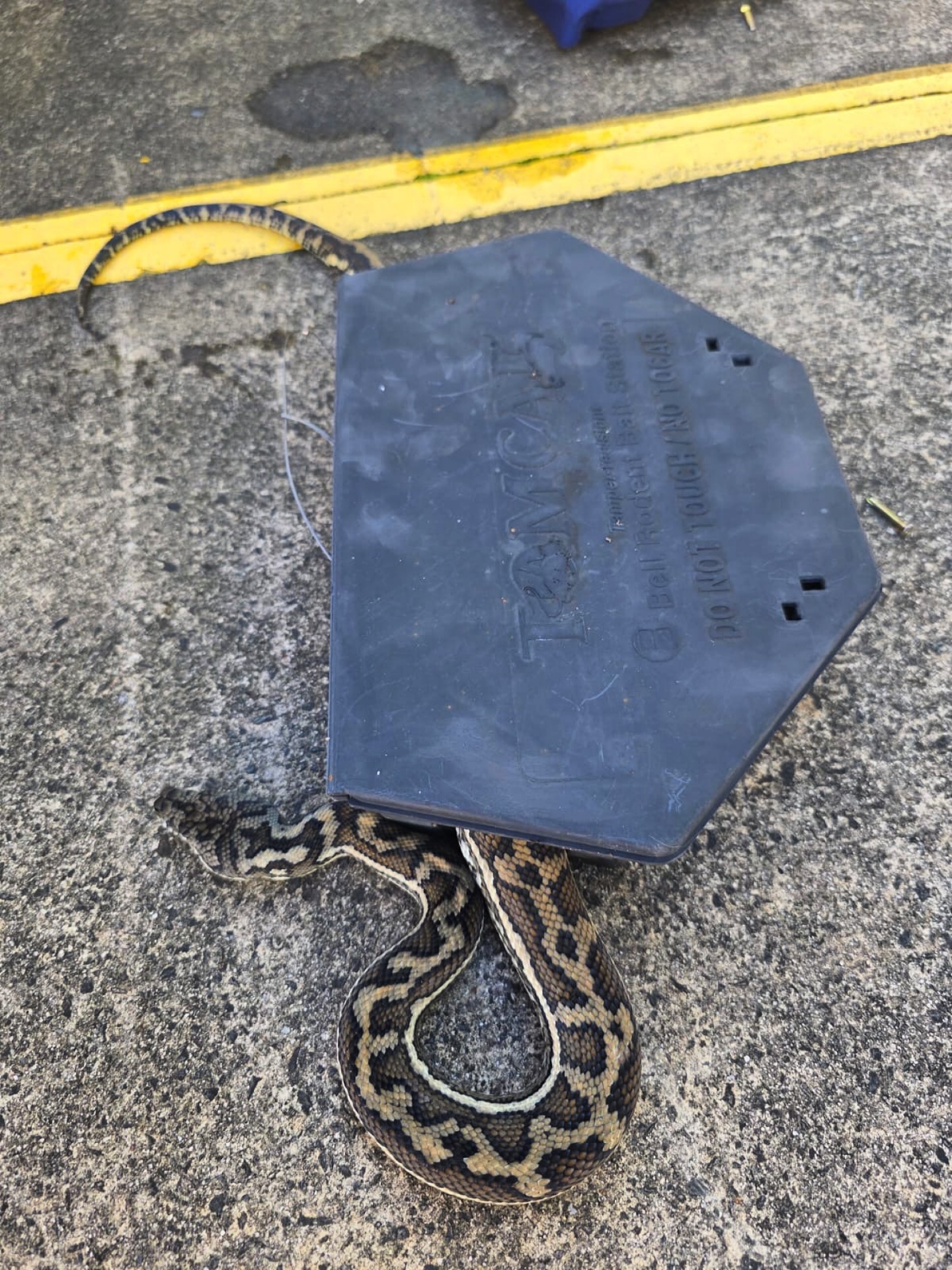 Sunshine - Double rat trap 🐀 🪤 This Coastal Carpet Python came up with ...