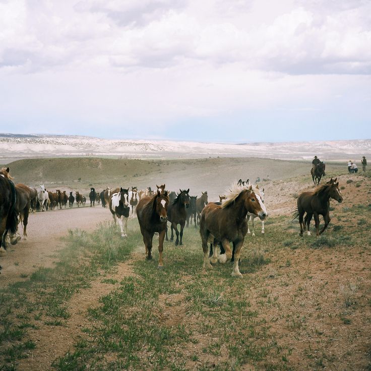 Stable - 🐎 The Last Great Horse Drive – American Cowboys in Their ...