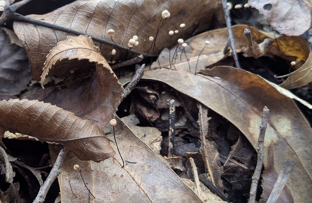 The Lawrence - Fallen leaves create important ground cover for many ...