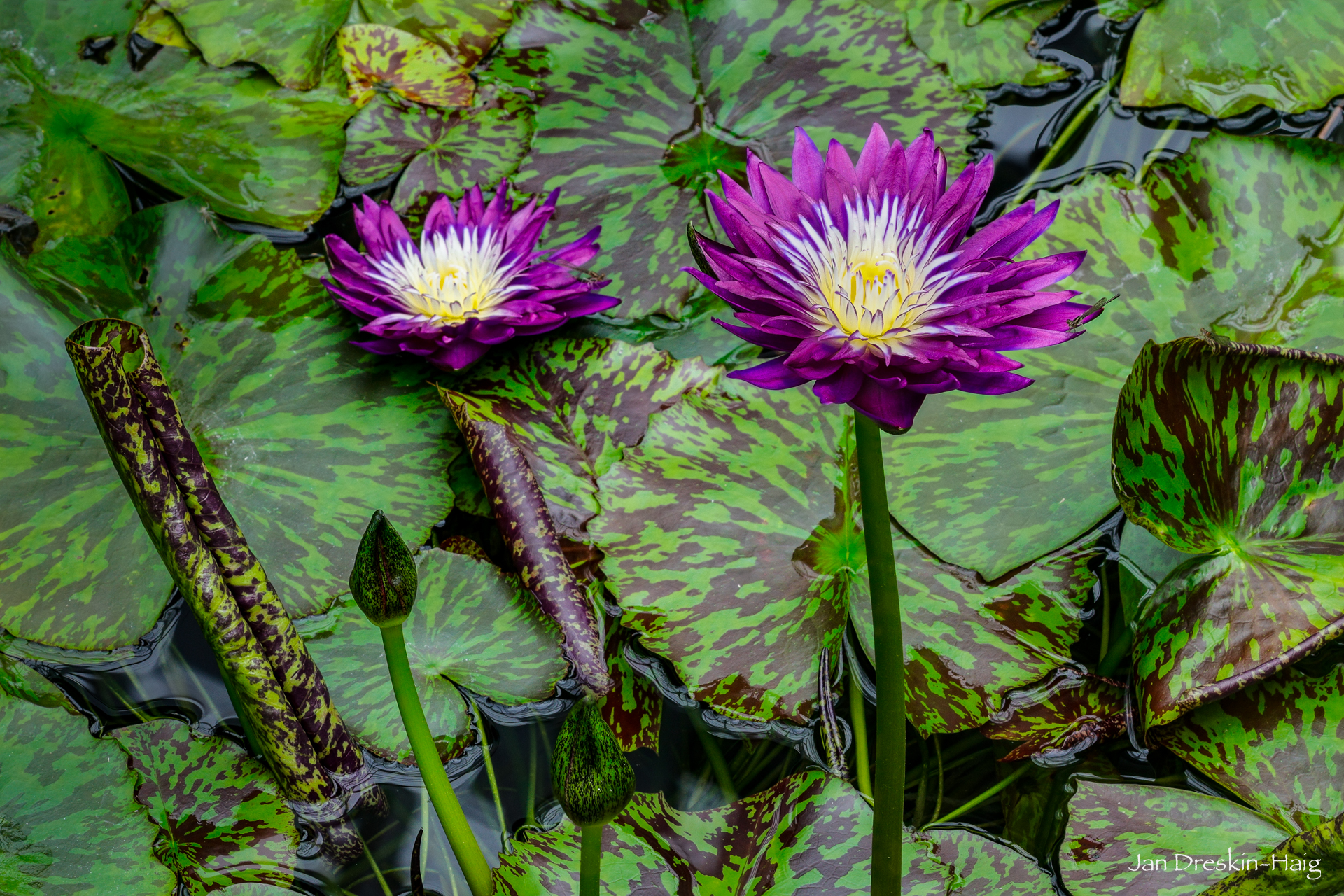 📷 Jan Dreskin-Haig shares her photos... - Dallas Camera Club | Facebook