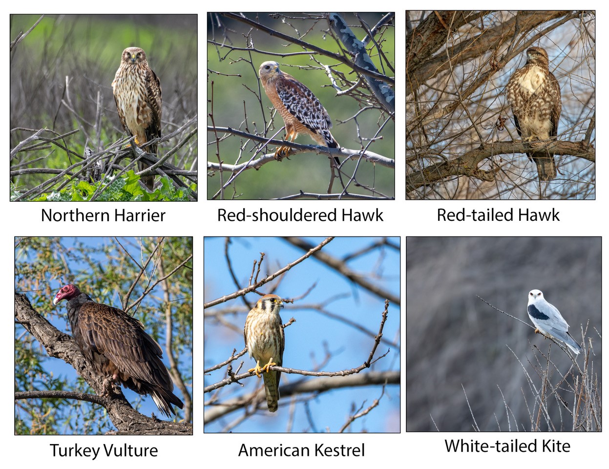 Chino - Raptors, also called birds of prey, include eagles, hawks ...
