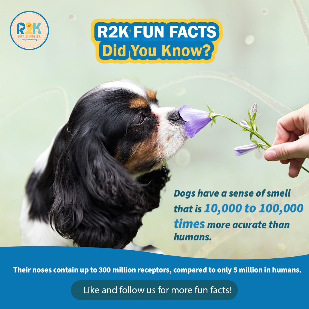 R2K Pet Supplies | Quezon City