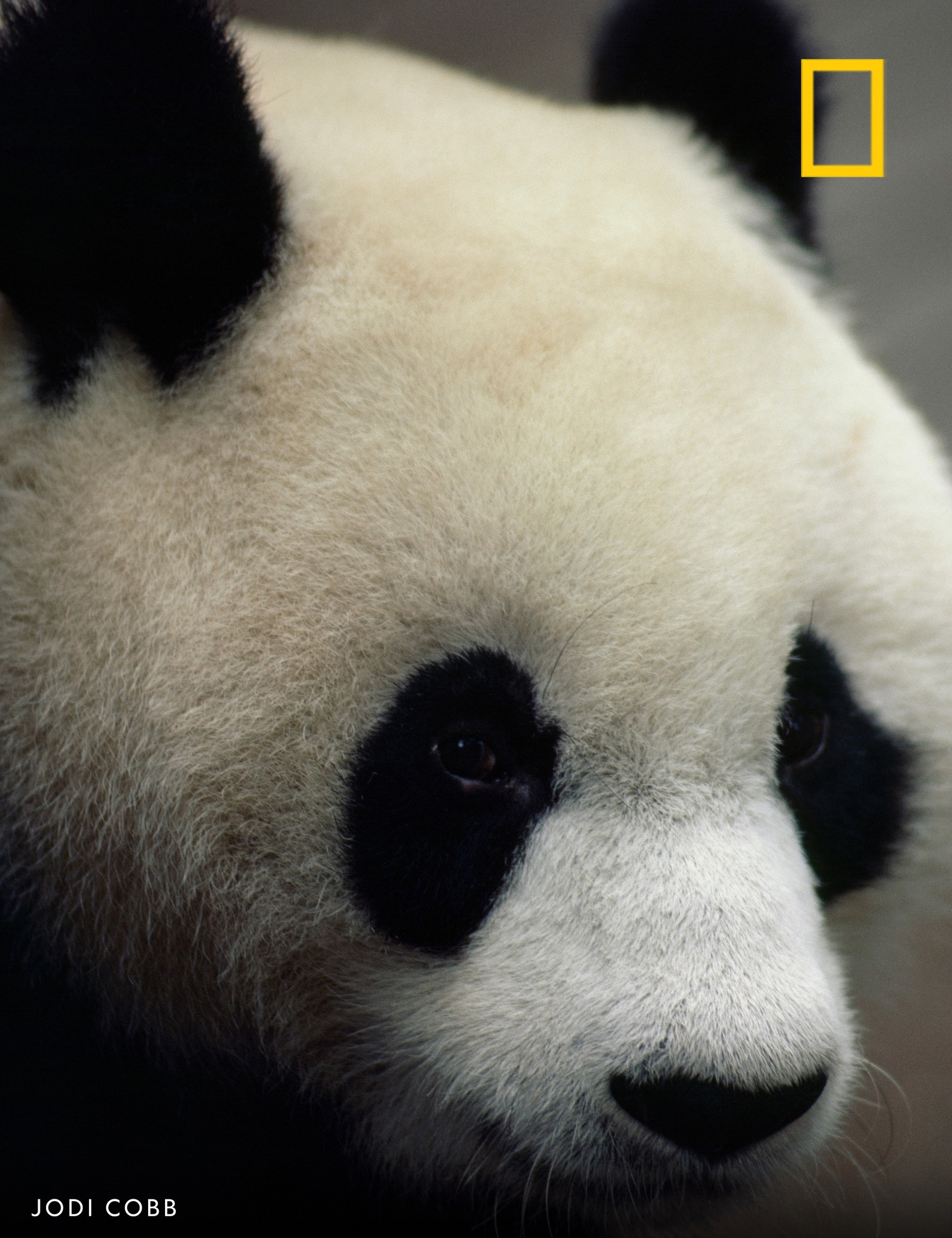 Ready for the close-up? This giant panda (Ailuropoda melanoleuca 