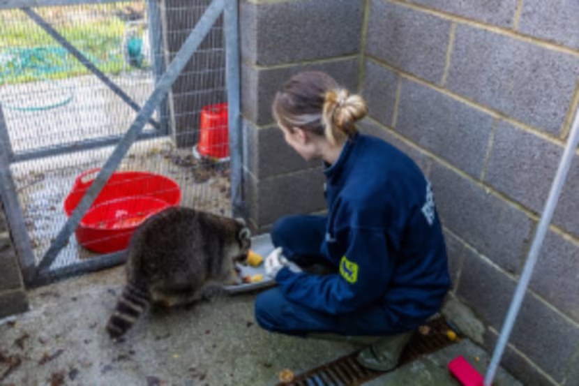 ITV News - A rotund raccoon has been rescued after being... | Facebook