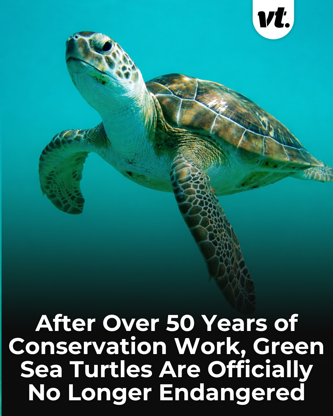 VT - Green sea turtles have just scored a major conservation win, with ...