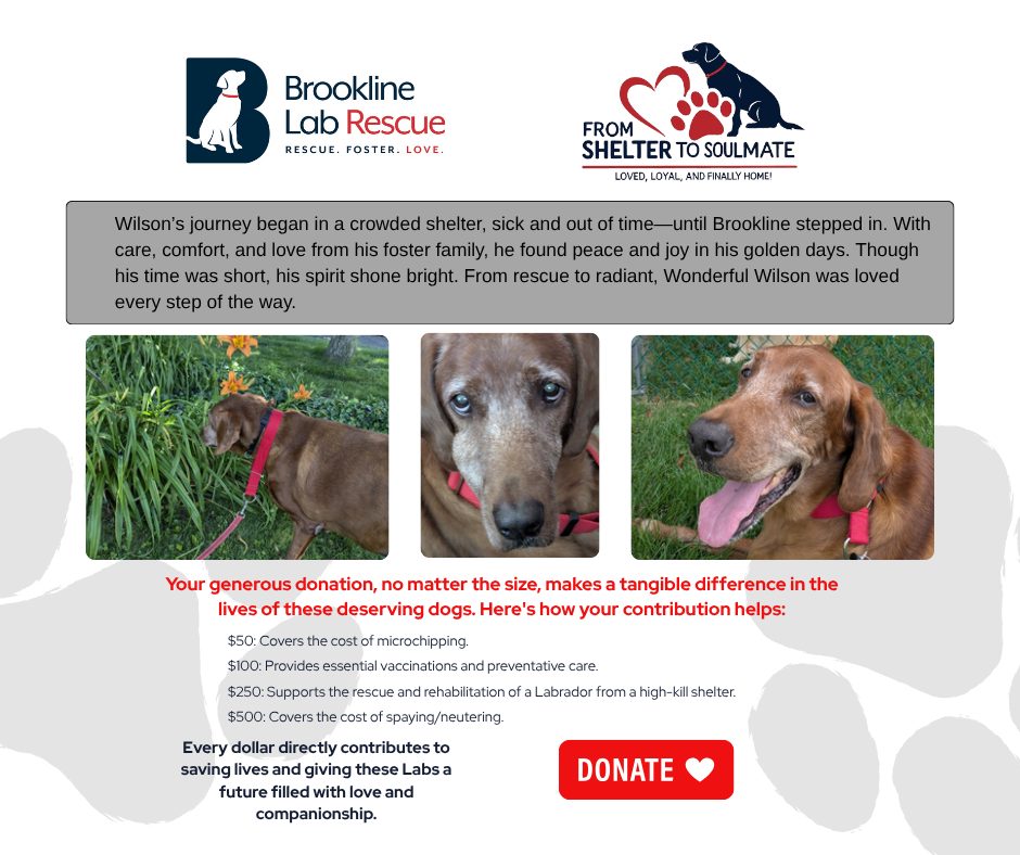 Brookline Labrador... - Brookline Labrador Retriever Rescue