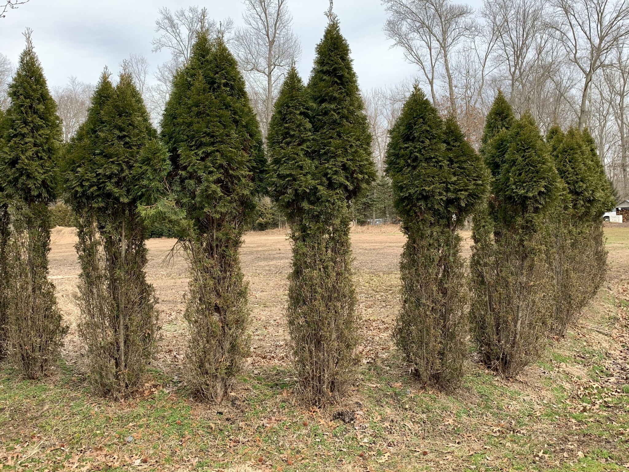 Al's Tree and Shrub Care | Southbury CT