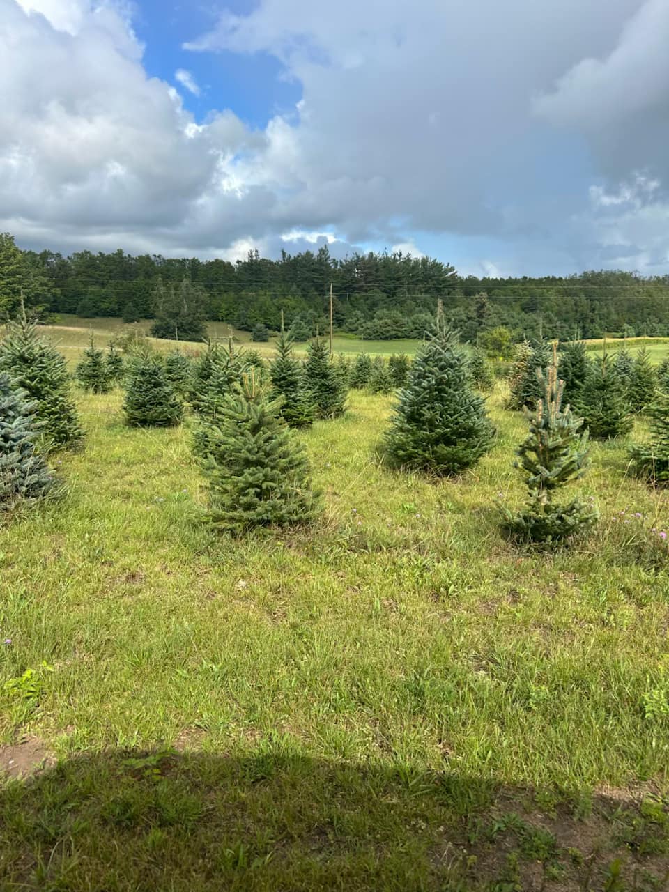Bosma's Christmas Tree Farm | Harbor Springs MI