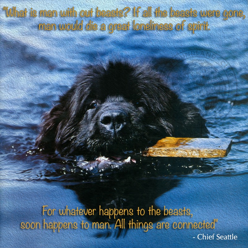 The best part of... - Newfoundland Club of America | Facebook