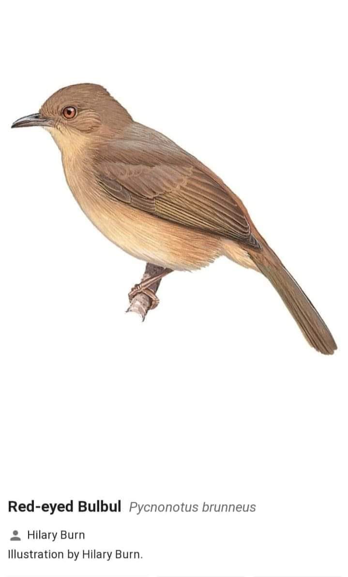 BURUNG INDONESIA 584. MERBAH... - Biodiversity Indonesia