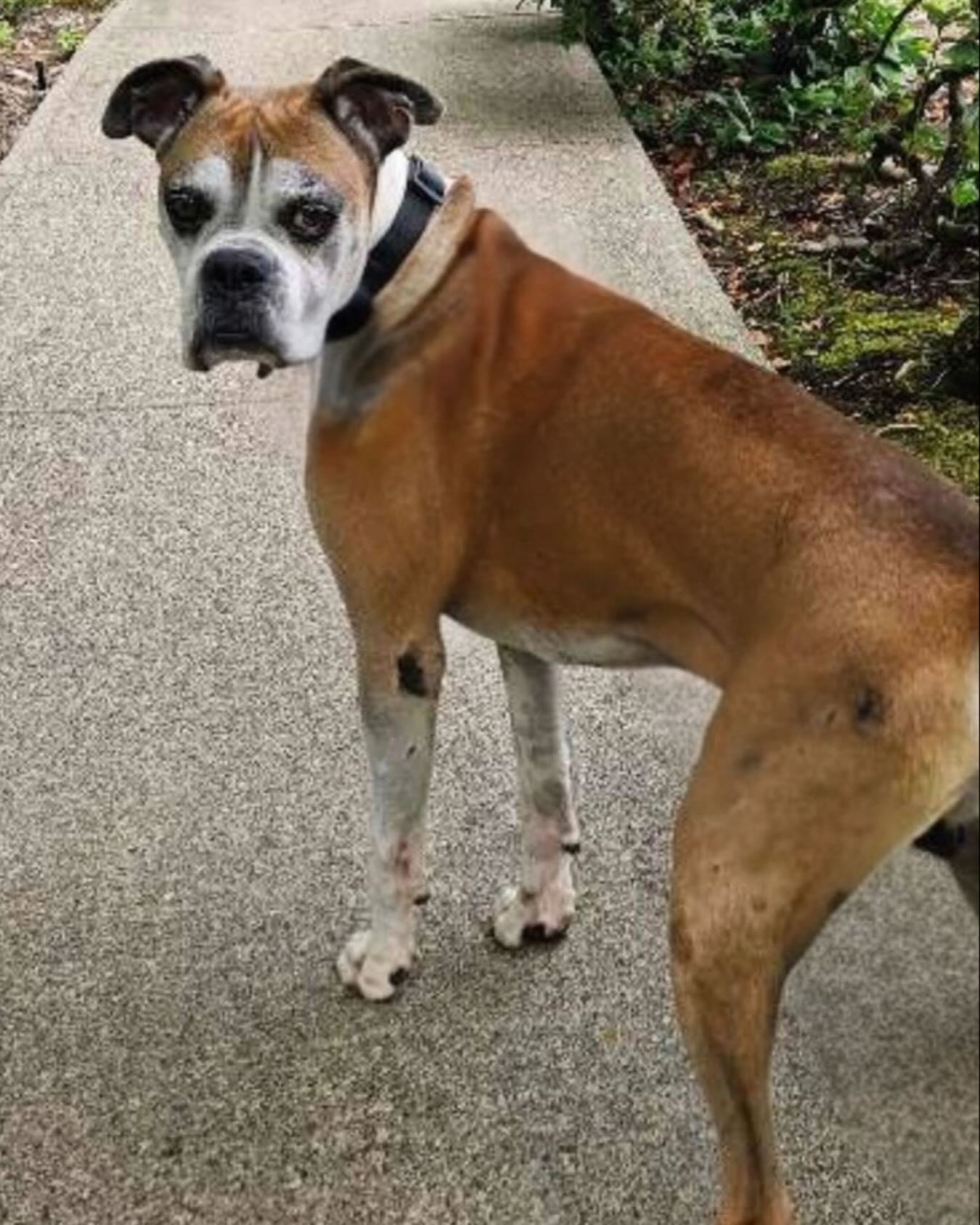 This week’s Senior Sunday... - Northwest Boxer Rescue | Facebook