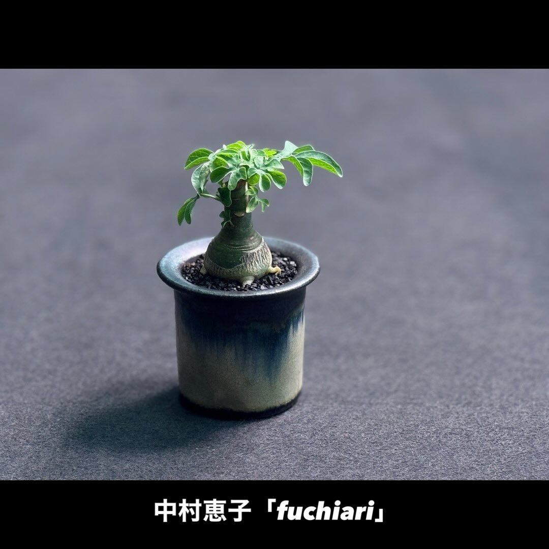 中村恵子先生の陶器鉢 「FUCHIARI」 池袋店 入荷
