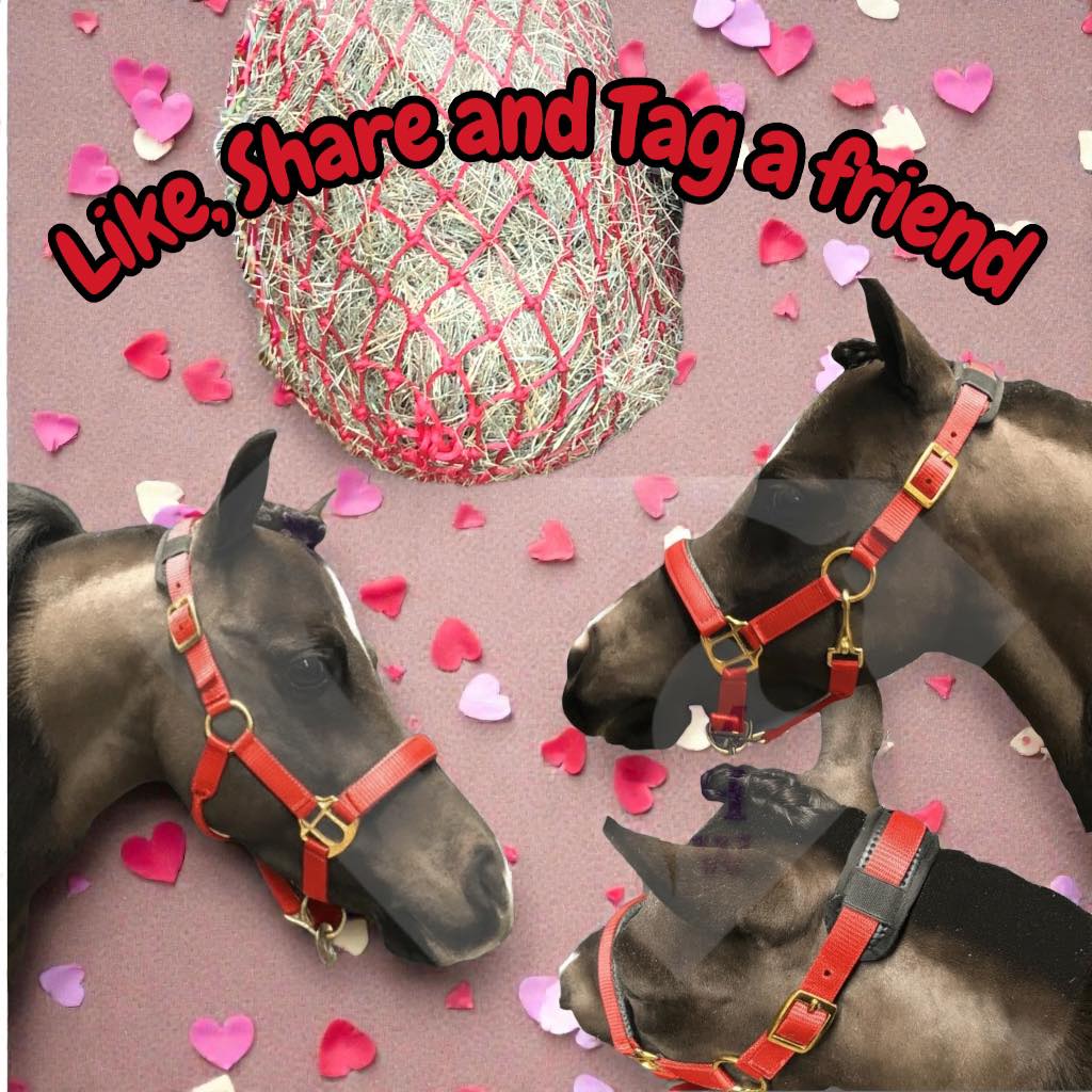 ️To celebrate... - Champions Choice Miniature Horse Wear | Facebook