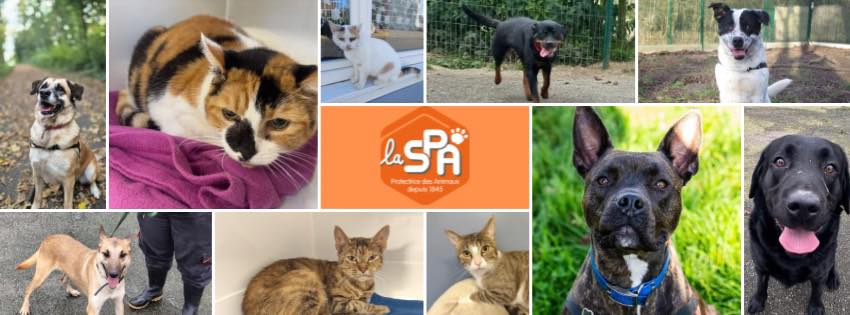 Pet 76 Aide Aux Animaux - TROUVÉE chatte tigrée et blanche à ROUEN 24 ...
