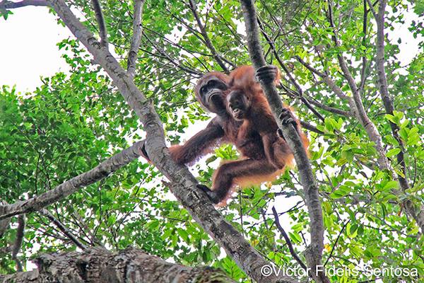 Wwf Save Sumatra ホーム Facebook