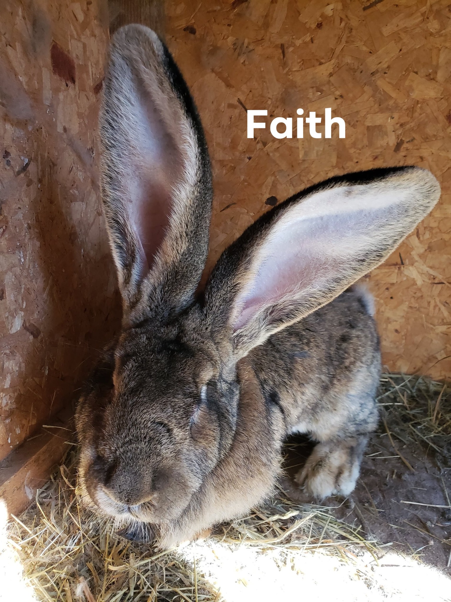 Jet Hill Rabbitry
