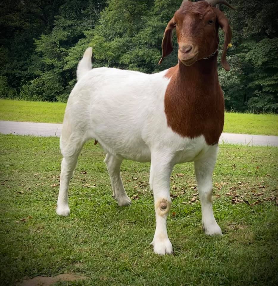 Roper Farm Boer Goats | Gosport IN