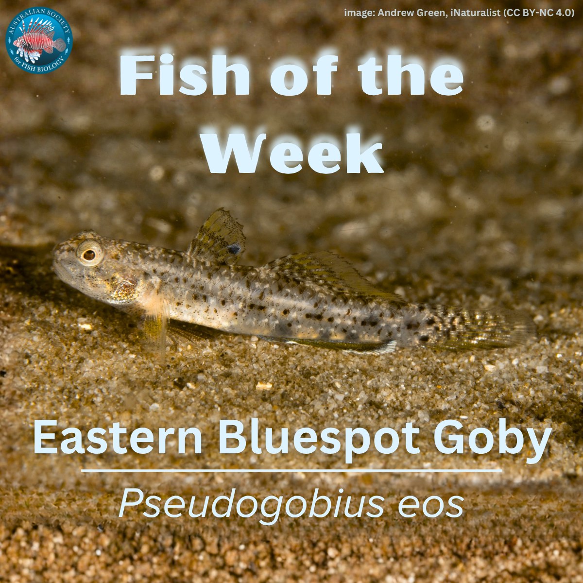 Australian - 🗓️🐟 Fish of the Week 🐟🗓️ Every week #ASFB shares our love ...