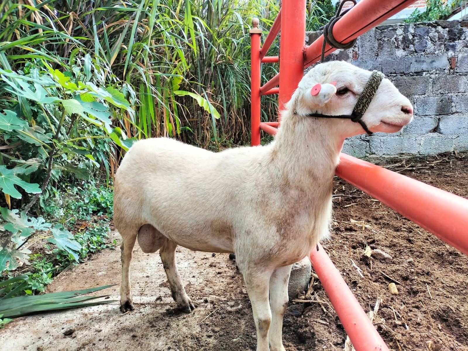 🔴 Macho #Kathadin 🐑 731 (vendido) ... - Rancho El Gavilán