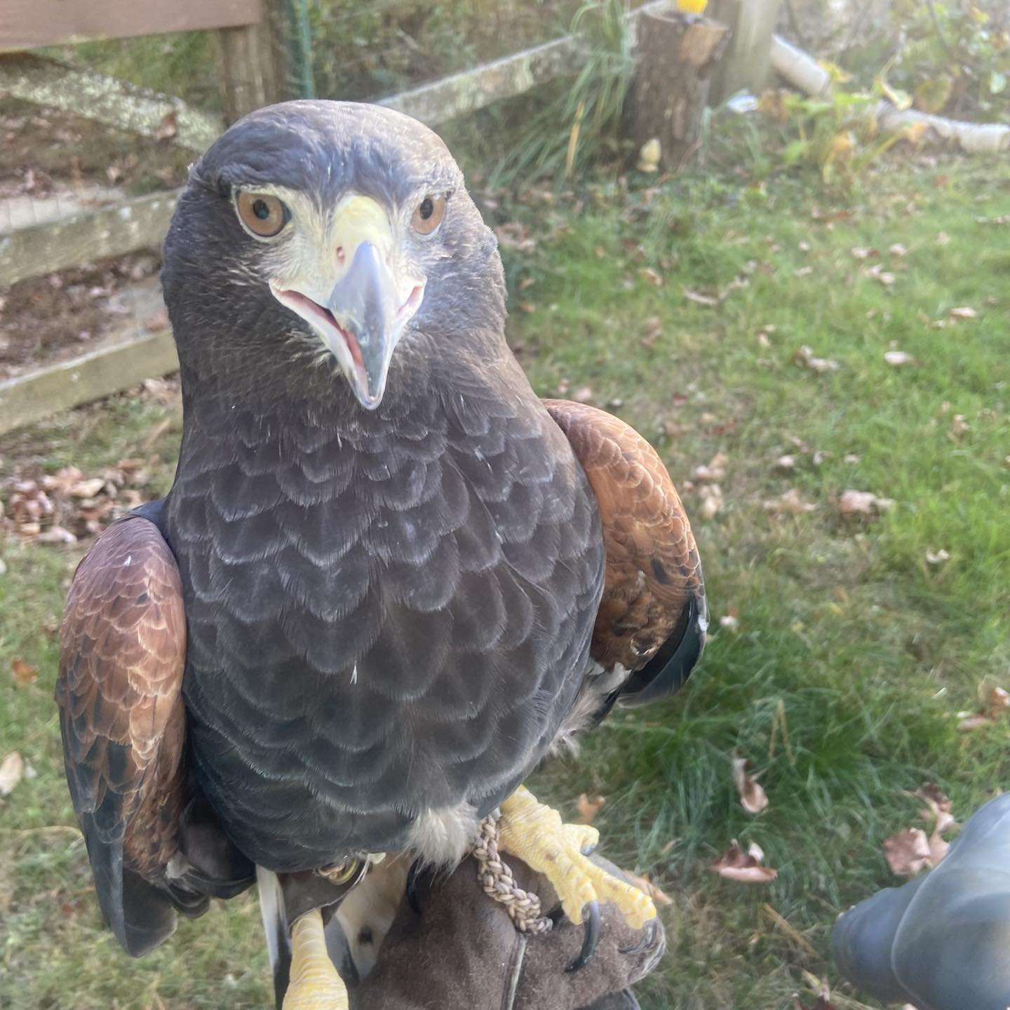 Horizon - Introducing’Aspen”, our new educational ambassador. She is a ...