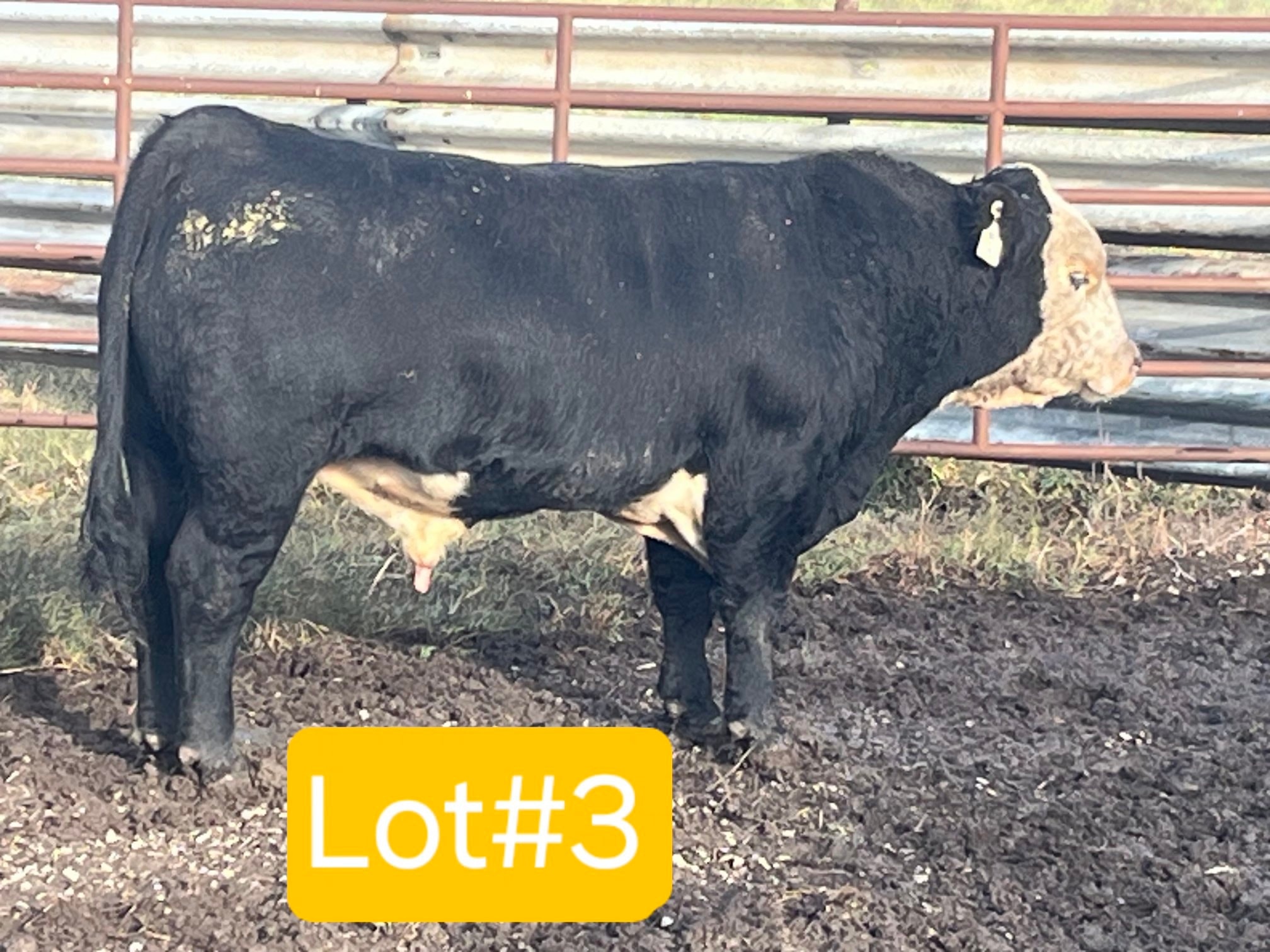 BF Cattle Company | Butler MO