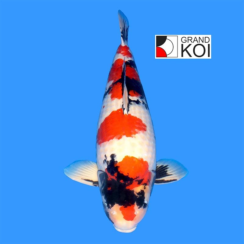 Grand Koi Saki Hikari color enhancing pellets Size 11pounds Brand