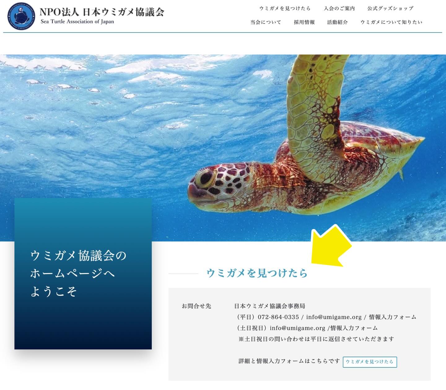 骨格 標本 ウミガメ 骨 けろにあぶろぐ 2 ウミガメの頭骨を眺める 1 2 -
