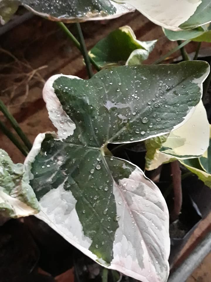 Keladi Pari 2