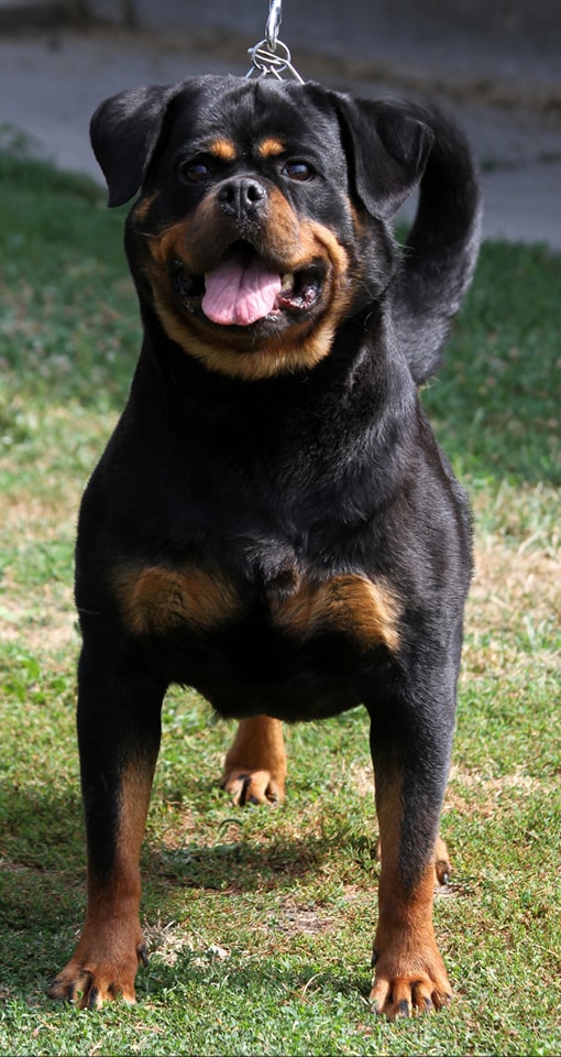 Haus of Lazic rottweilers | Bijeljina
