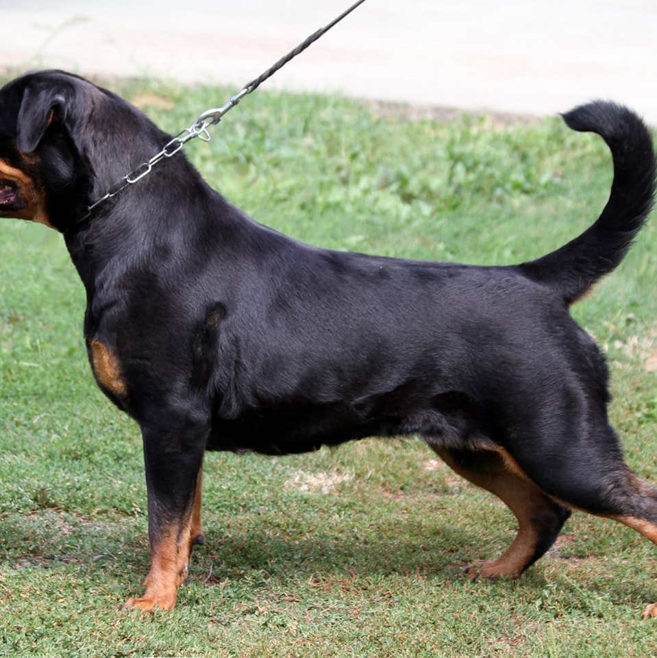 Haus of Lazic rottweilers | Bijeljina
