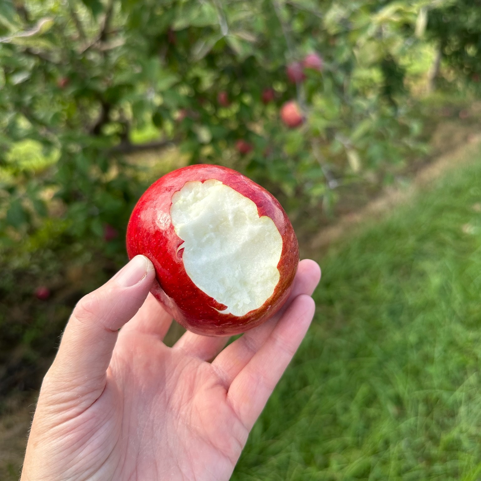 Star Orchard - 🎉 It's National Apple Day! 🍎 Swing by the... | Facebook