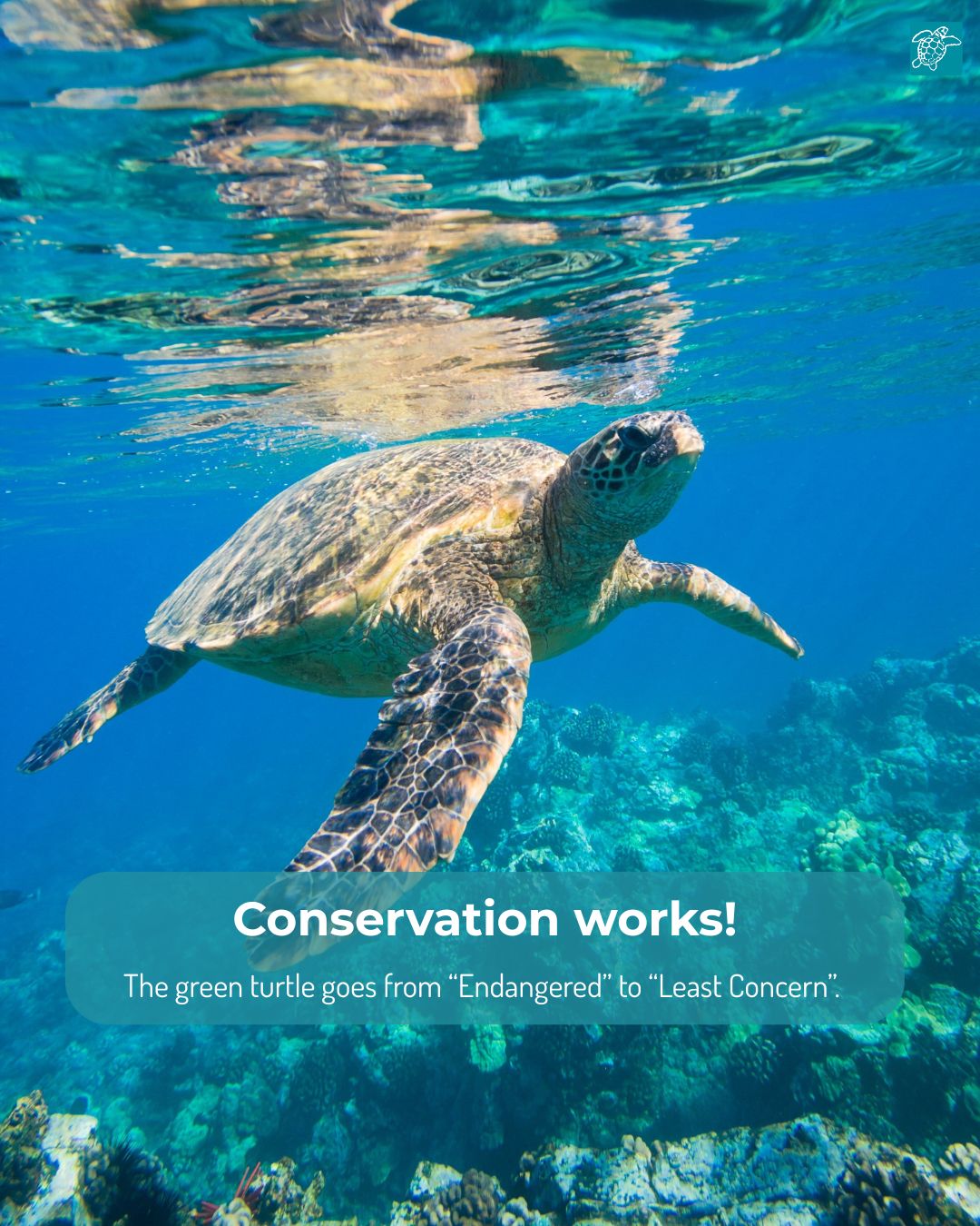 MEDASSET-Mediterranean Association to Save the Sea Turtles - 📢 We are ...